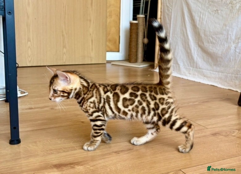 Bengal cats Stunning Bengal Kittens - Advert 2
