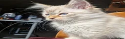 Siberian cats for sale: Gorgeous Neva Masquerade Baby Boy - Advert 7