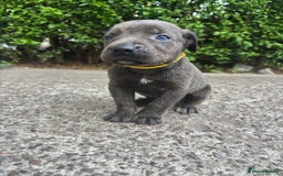 Cane Corso dogs for sale: 4 Cane corso puppy’s  - Image 6