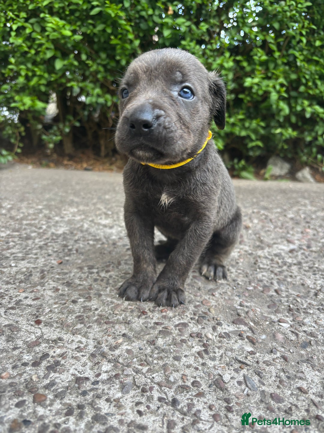 Cane Corso dogs for sale: 4 Cane corso puppy’s  - Image 6