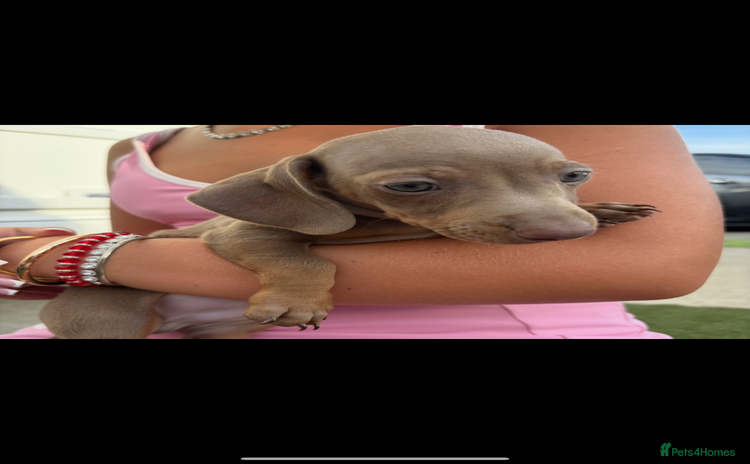 Miniature Dachshund dogs in Luton - Advert 2