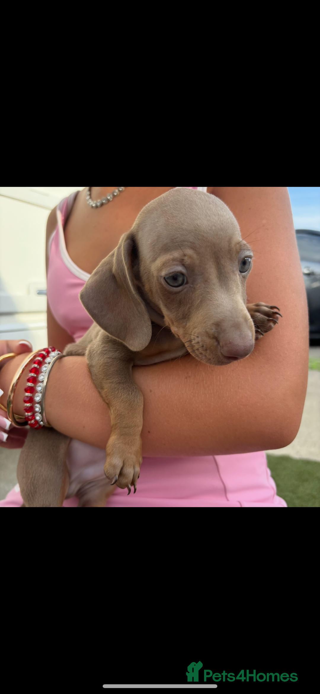 Miniature Dachshund dogs for sale: Miniature dachshund puppy’s TO LEAVE NOW in Luton - Image 1