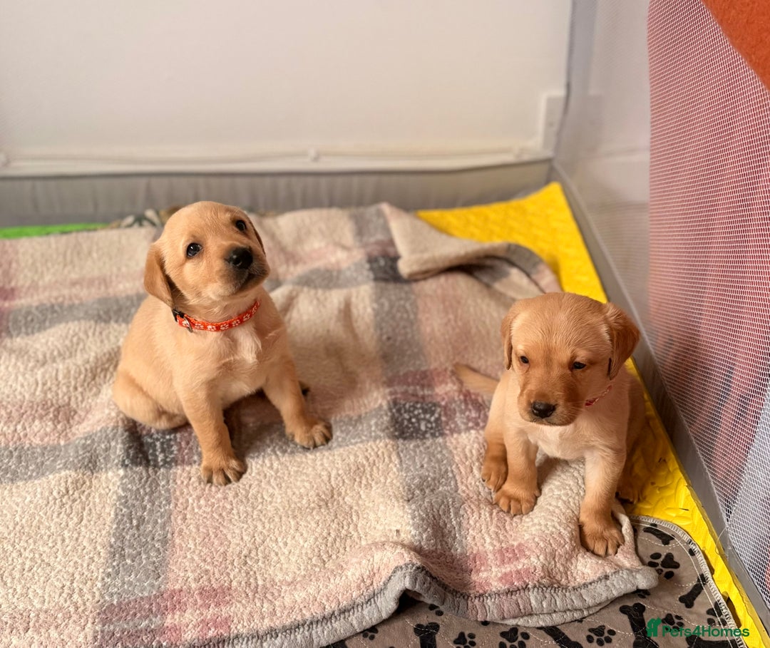 Labrador Retriever dogs for sale: Beautiful litter of Labradors - Image 6