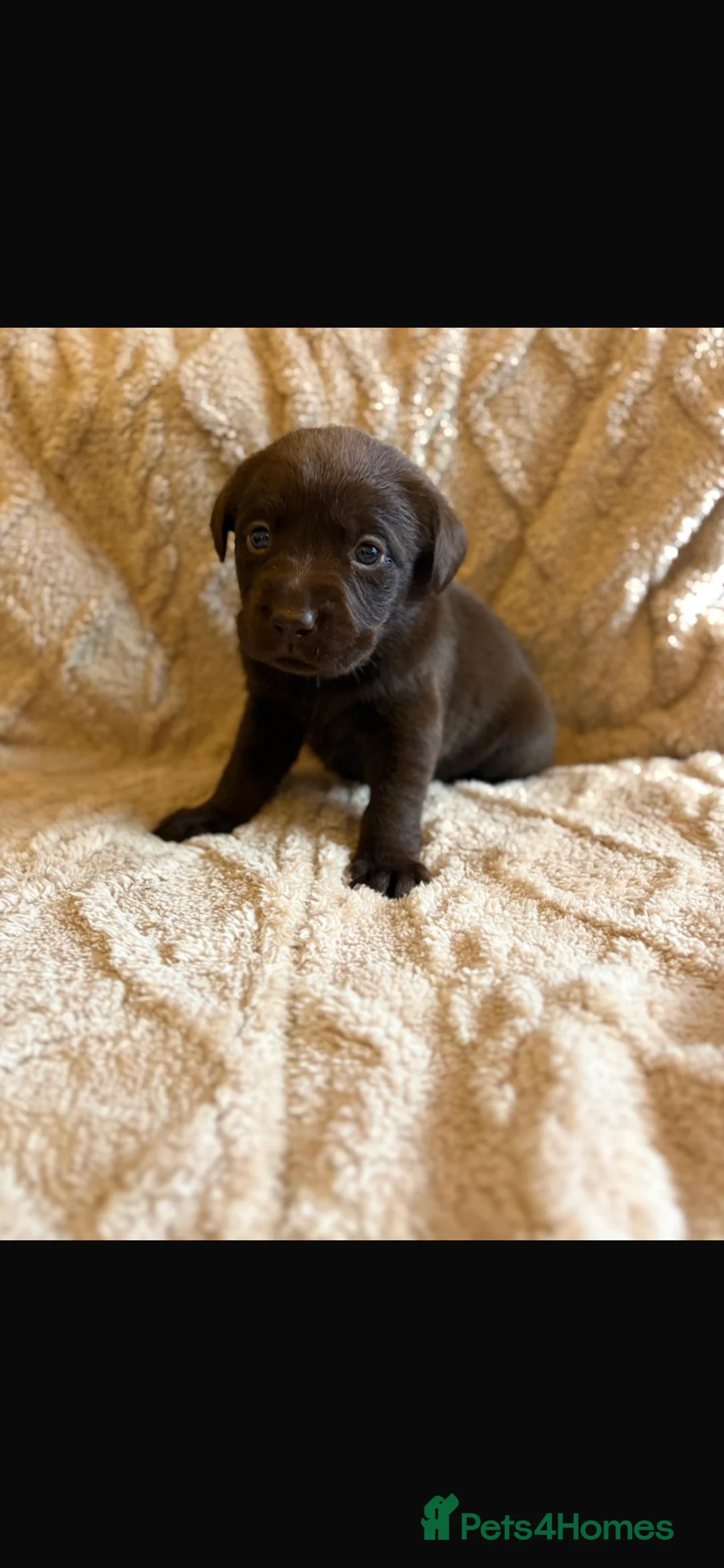 Labrador Retriever dogs for sale: KC Registered Labrador Retriever - Advert 15