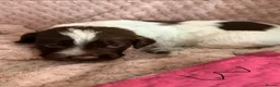 Cocker Spaniel dogs for sale: 6 cocker spaniel puppies  - Advert 2