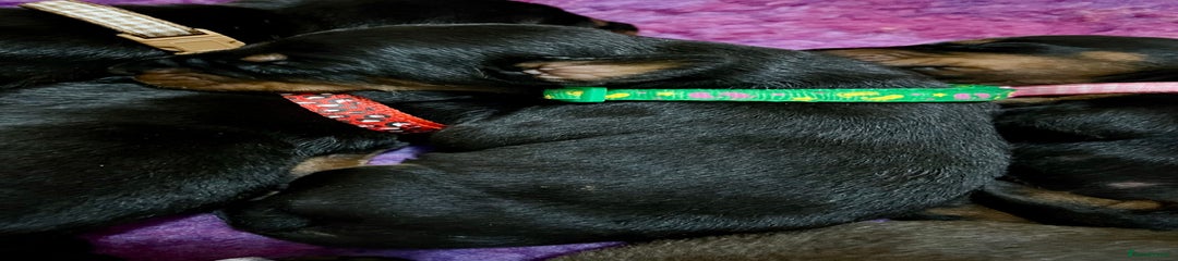 Green collar male