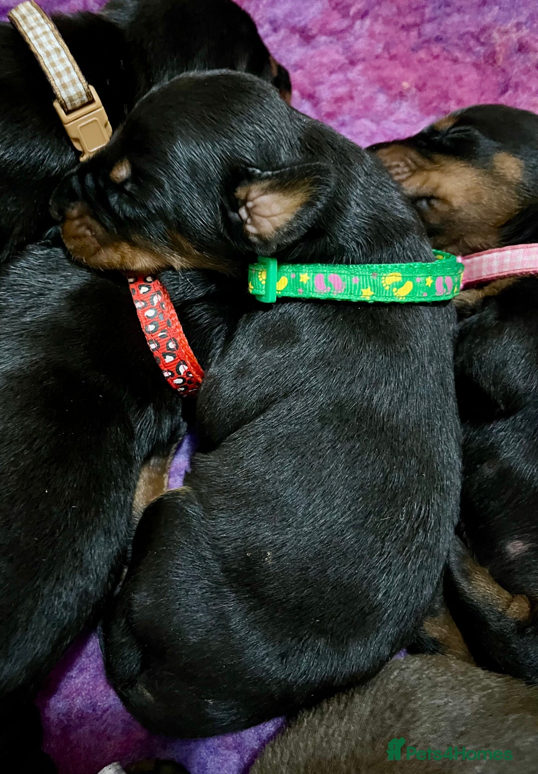 Dobermann dogs for sale: European Doberman puppies - Image 4