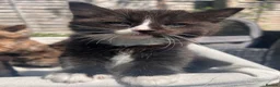 Mixed Breed cats for sale: 4 gorgeous fluffy rag doll mixed kittens - Advert 15