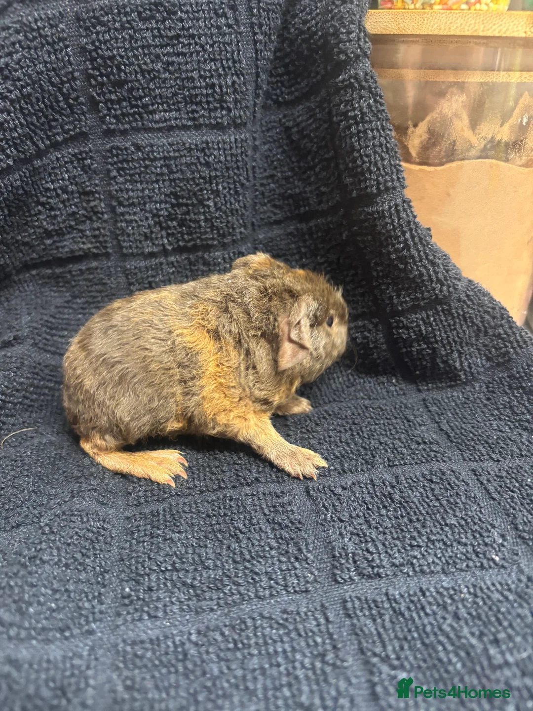 Guinea Pig rodents for sale: Beautiful babies BORN/ready 2 reserve  - Advert 21