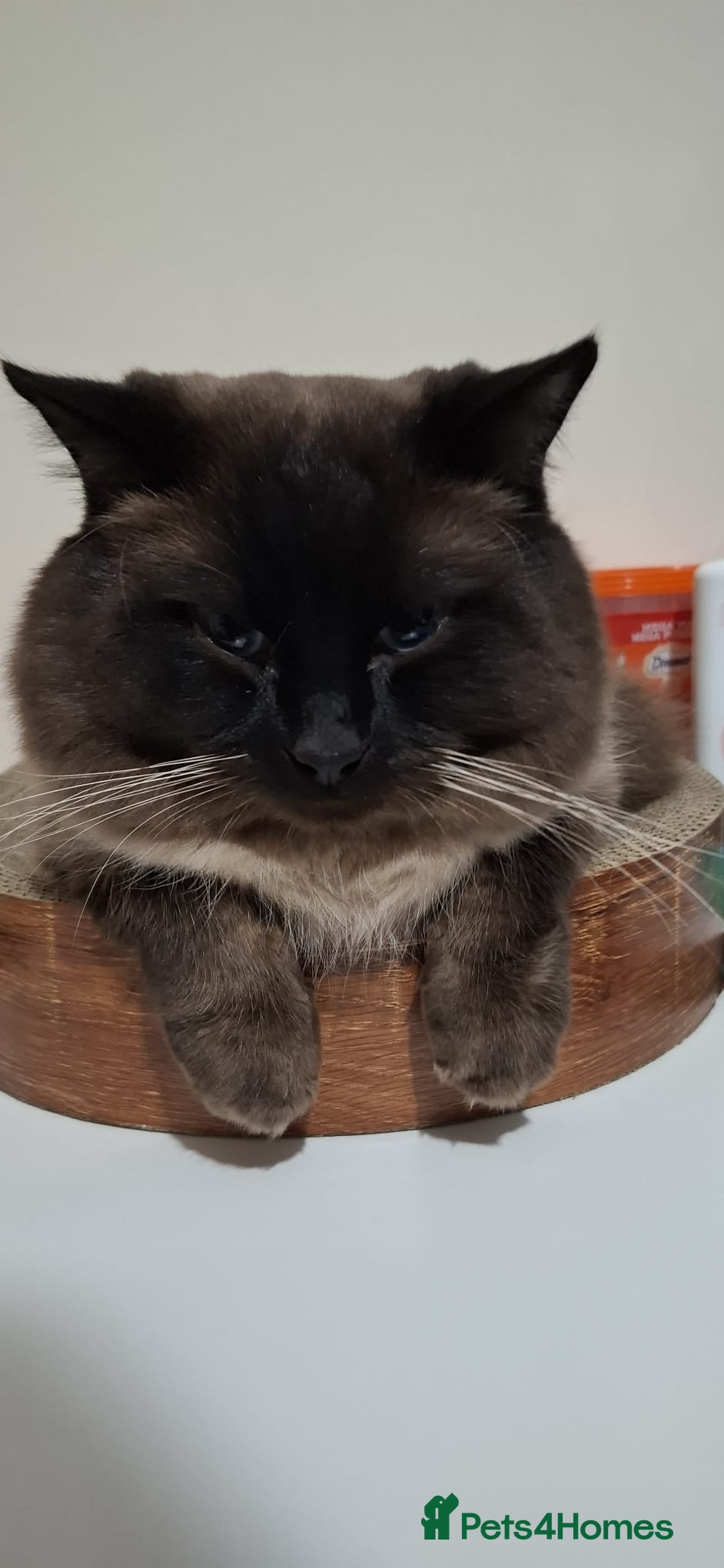 Ragdoll cats for sale: Gentle and loving seal point Ragdoll - Advert 3