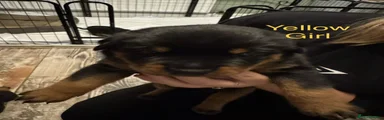 Rottweiler 5