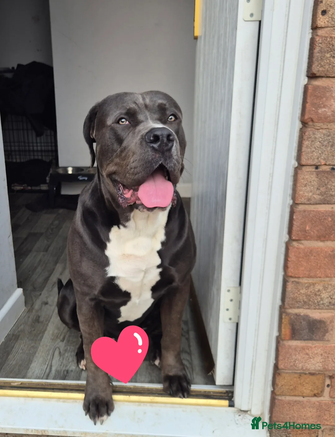 Cane Corso dogs for sale: Canecorso - Advert 2