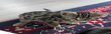 Bengal Kitten 1