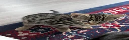 Bengal cats for sale: 4 Lovely bengals - ready to leave - Advert 5