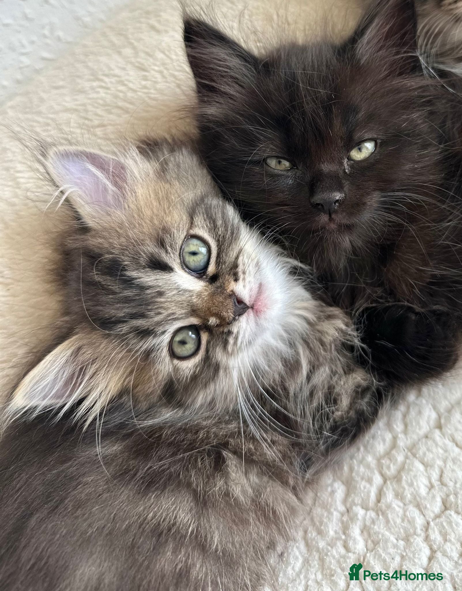 Siberian cats Beautiful Siberian Kittens - Advert 2