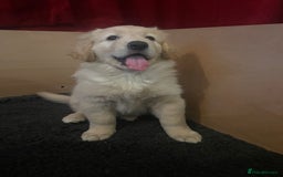 Mixed Breed dogs for sale: Golden Shepherd Puppies for Sale - Image 13
