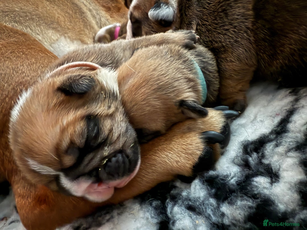 English Bulldog dogs for sale: Traditional English Bulldog Puppies  - Image 25