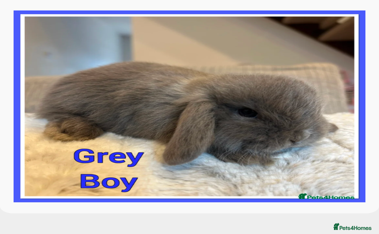 Mini Lop rabbits - Advert 1