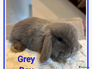 Mini Lop rabbits Mini Holland Lop Bunny - Advert 16