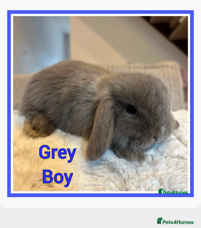 Mini Lop rabbits - Advert 1