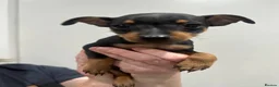 Miniature Pinscher dogs for sale:  Beautiful Purebred Miniature Pinscher Puppies  in Wakefield - Advert 8