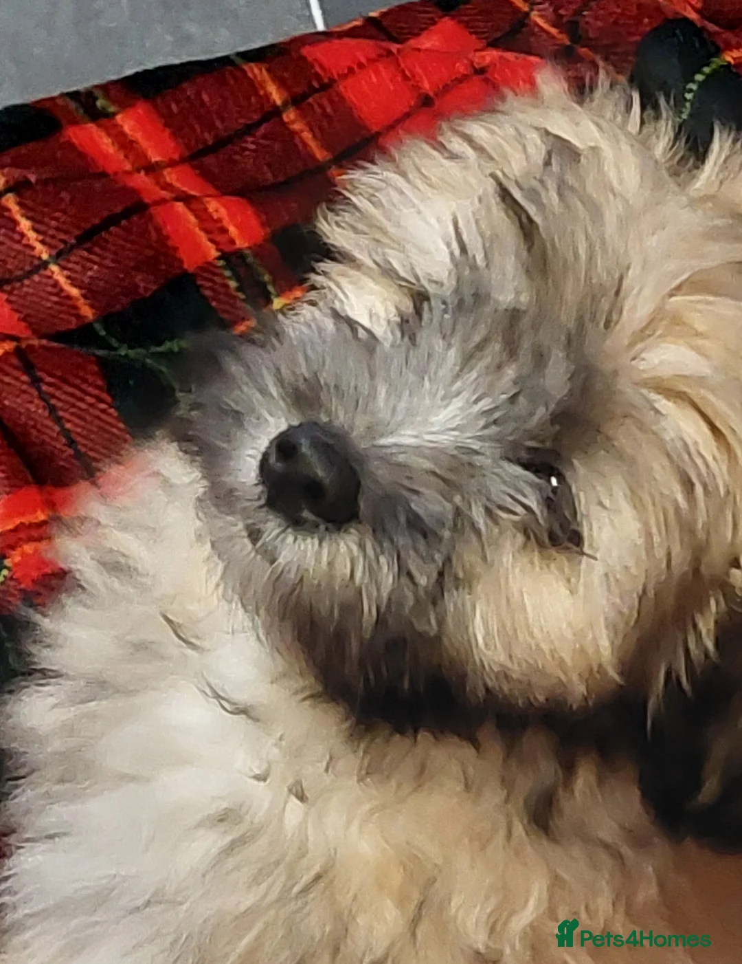 Lhasa Apso dogs for sale: KC REG LHASA APSO PUPS(1 boy left  pale blue) - Advert 21