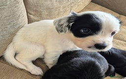 Mixed Breed dogs for sale: 6 very loved puppies - Image 2