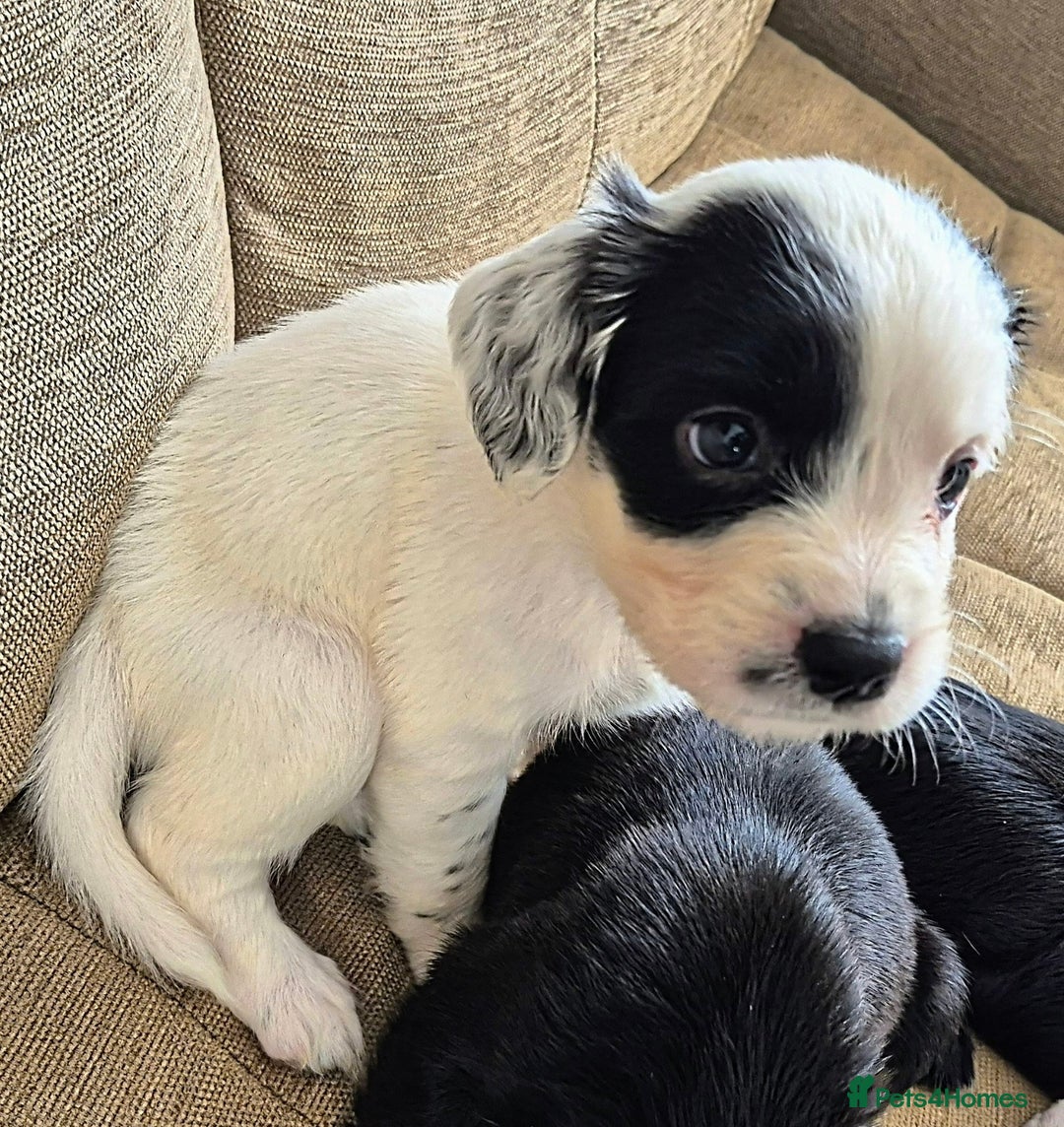 Mixed Breed dogs for sale: 6 very loved puppies - Image 2