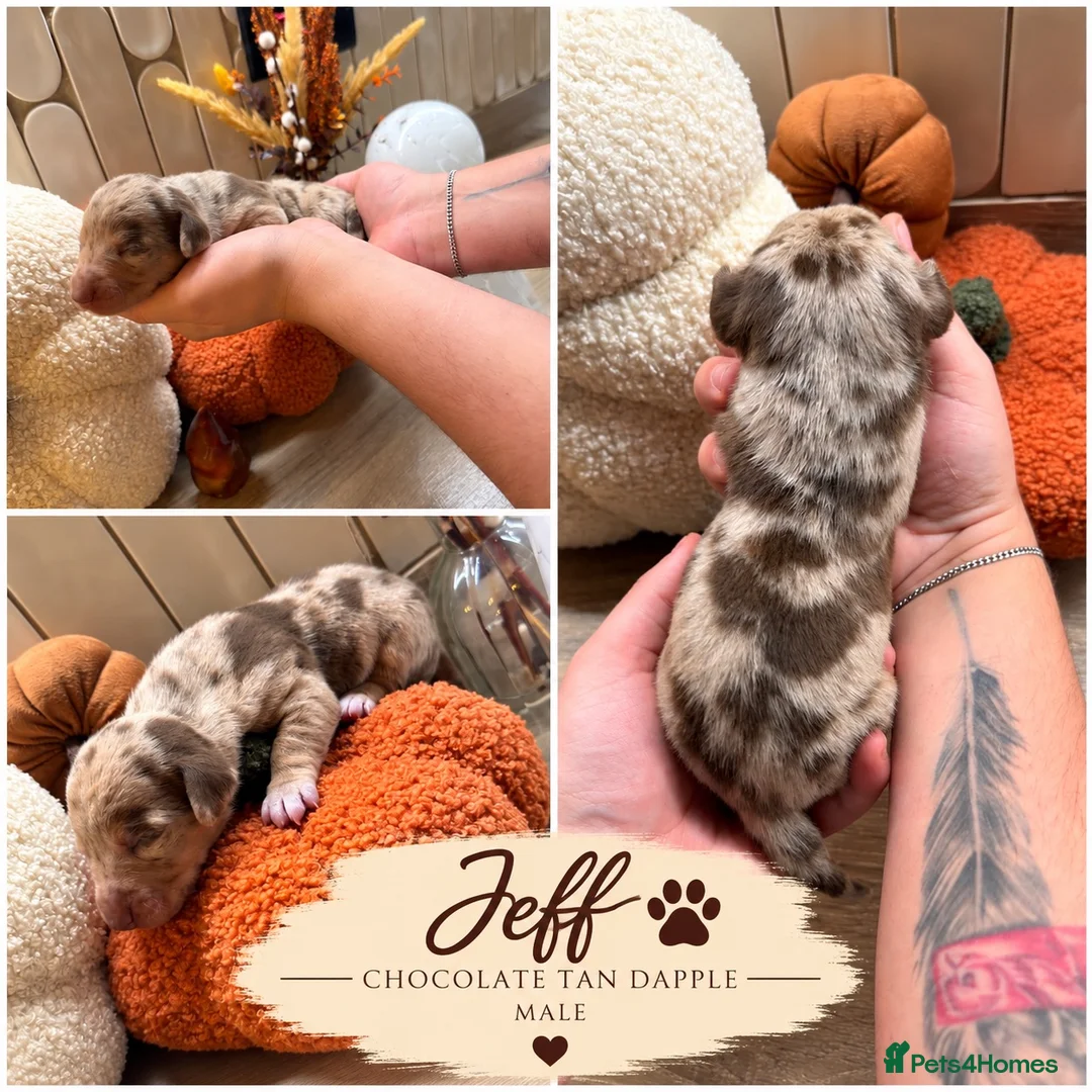 Dachshund dogs for sale: Beautiful Dachshund Puppies – 5 Males & 2 Females - Advert 1