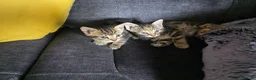 Norwegian Forest Cat cats for sale: Norwegian forest cat X marbled bengal - Advert 11