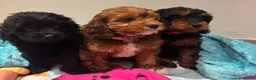 Cavapoo dogs for sale: Ready Now - 3 Girl F1 Toy Cavapoos Health Checked - Advert 1