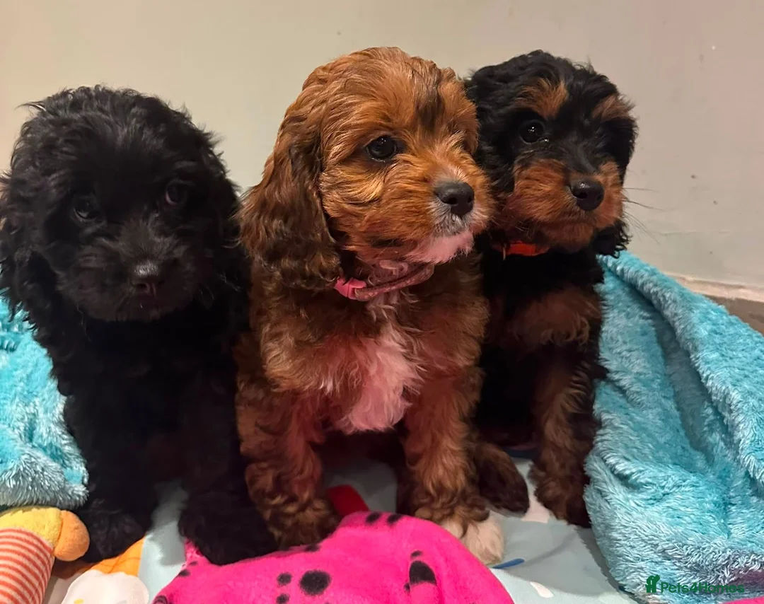 Cavapoo dogs for sale: Ready Now - 3 Girl F1 Toy Cavapoos Health Checked - Advert 1
