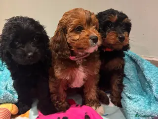 Cavapoo dogs *Ready Now* F1 Toy Cavapoos Health Checked ⭐ - Advert 1