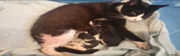 Mixed Breed cats for sale: Beautiful kittens  - Advert 1