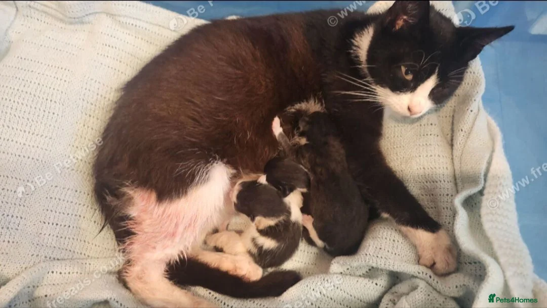Mixed Breed cats for sale: Beautiful kittens  - Advert 1