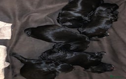Schnoodle dogs for sale: LAst GIRL REDUCED READY NOW  - Image 9
