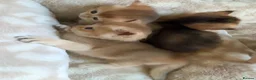 British Shorthair cats for sale: TICA Registered British Shorthair Golden Kittens - Advert 9