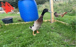 Ducks poultry for sale: Indian runner duck drakes  - Image 2
