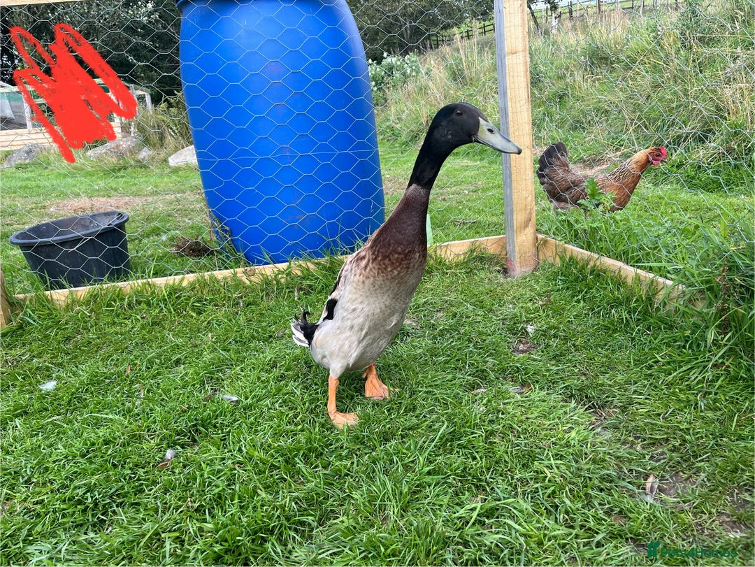 Ducks poultry for sale: Indian runner duck drakes  - Image 2