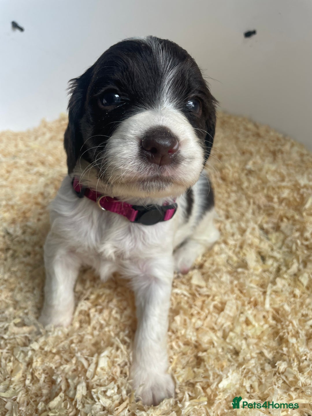 English Springer Spaniel dogs for sale: Working English springer spaniel puppies  - Image 18