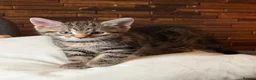 Mixed Breed cats for sale: 🐾 GORGEOUS KITTENS READY FOR THEIR NEW HOMES! 🐾 - Advert 38