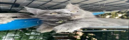 Maine Coon cats for sale: 💙*🦁*BLUE MAINE COON*💎*KITTENS*🦁*💙 - Advert 39