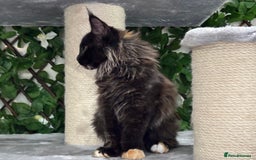 Maine Coon cats for sale: Tica Stunning Kittens  - Image 10