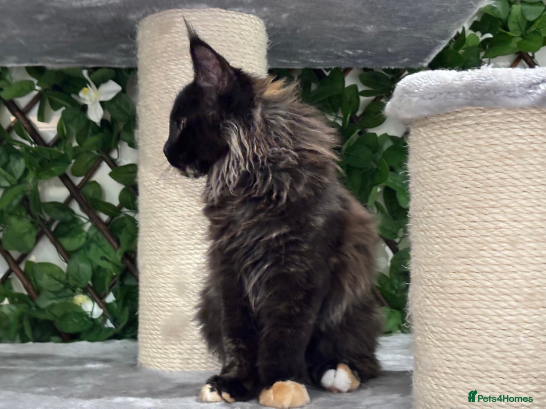 Maine Coon cats for sale: Tica Stunning Kittens  - Image 10