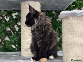 Maine Coon cats - Advert 2