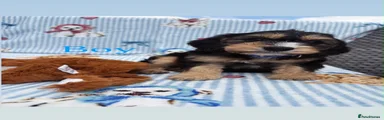 Cockapoo 1