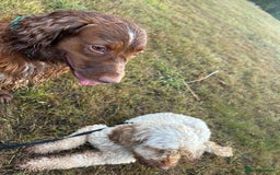 Cocker Spaniel dogs for sale: Working cocker spaniel (male) 4 years old - Image 5