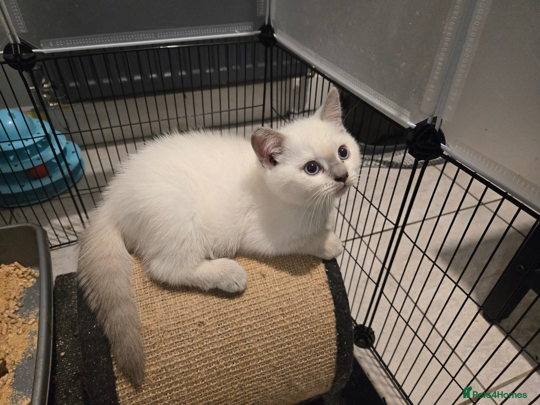 British Shorthair cats for sale: 1 FEMALE LEFT BRITISH SHORTHAIR KITTENS  - Image 32