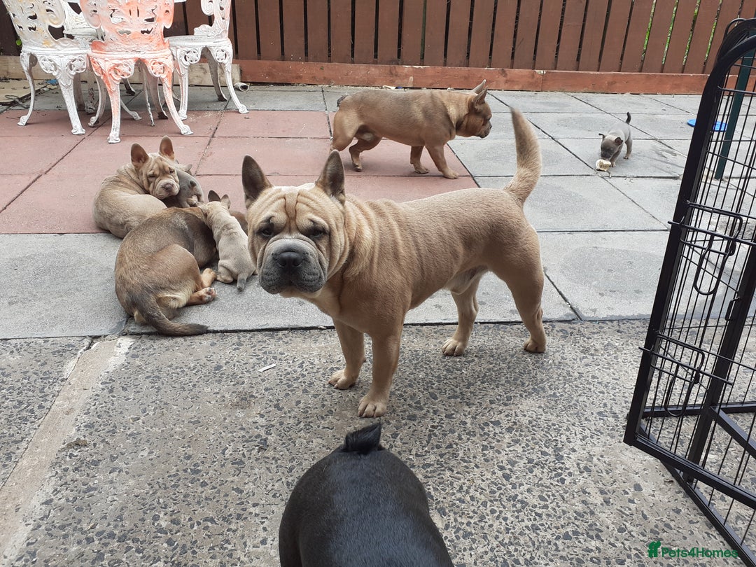 Mixed Breed dogs for sale: French bulldog X - Image 2