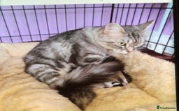 Mixed Breed cats for sale: Silver Tabby Kitten, Pathhead, Midlothian - Advert 4